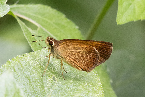 Callimormus saturnus-9887