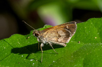 Callimormus saturnus-0126