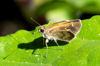 Callimormus saturnus-0128