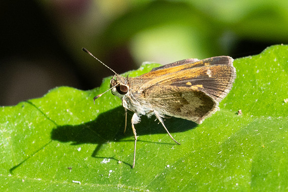 Callimormus saturnus-0128