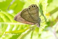 Zopyrion satyrina-2928
