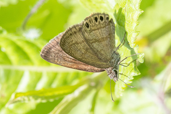 Zopyrion satyrina-2928