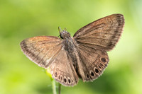 Zopyrion satyrina-2716