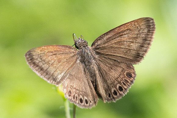 Zopyrion satyrina-2716