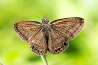Zopyrion satyrina