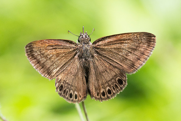 Zopyrion satyrina-2713