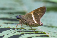 Aguna coelus