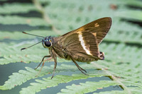 Aguna coelus-1902