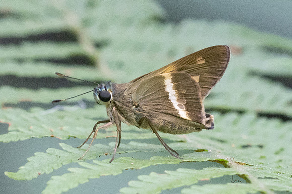 Aguna coelus-1901