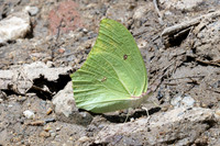 Anteos maerula-4065