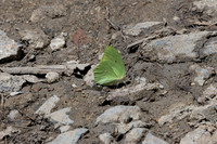 Anteos maerula-4058