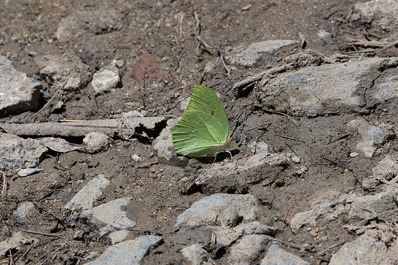 Anteos maerula-4058