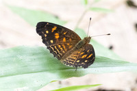 Anthanassa hermas-6