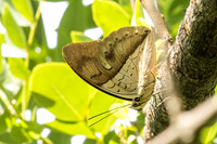 Archaeoprepona amphimachus-2755