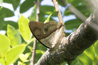 Archaeoprepona amphimachus-2762