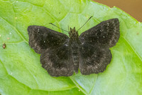 Bolla sp
