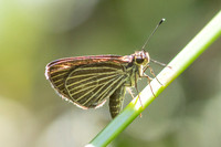 Callimormus radiola ou Parphorus decora-4117