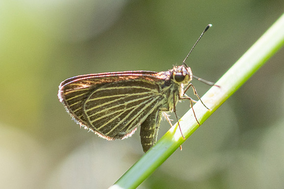 Callimormus radiola ou Parphorus decora-4117