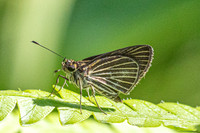 Callimormus radiola ou Parphorus decora-4095