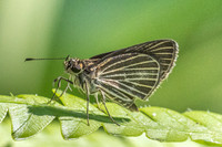 Callimormus radiola ou Parphorus decora-4093