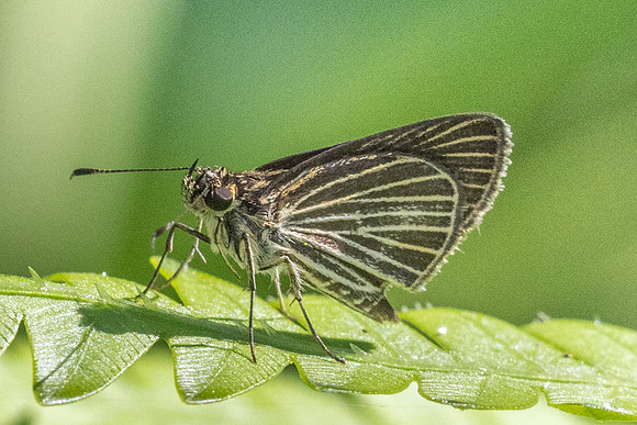 Callimormus radiola ou Parphorus decora-4093