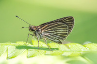 Callimormus radiola ou Parphorus decora-4100