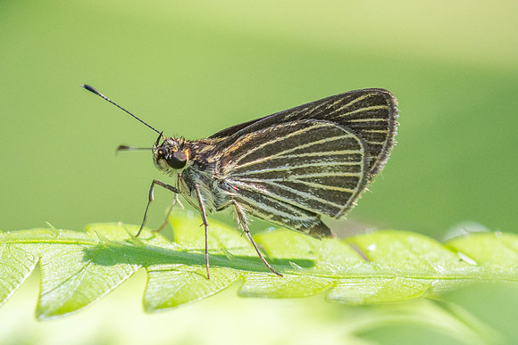 Callimormus radiola ou Parphorus decora-4100