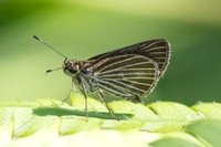 Callimormus radiola ou Parphorus decora-4104