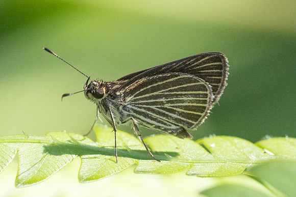 Callimormus radiola ou Parphorus decora-4104