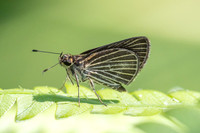 Callimormus radiola-4102
