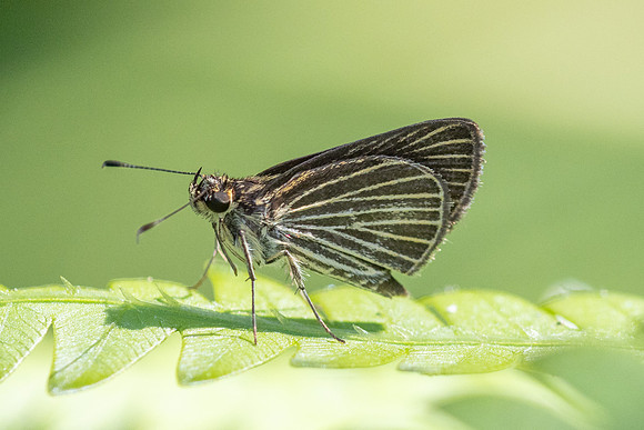 Callimormus radiola-4102