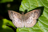 Canesia canescens