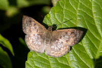 Canesia canescens-4178 - Minca - 19/07/25