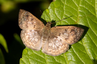 Canesia canescens-4177 - Minca - 19/07/25