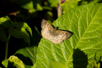 Canesia leada-4186