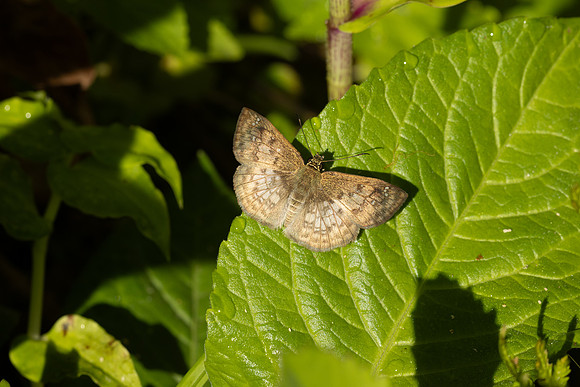 Canesia leada-4186