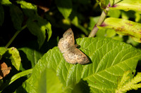 Canesia leada-4182
