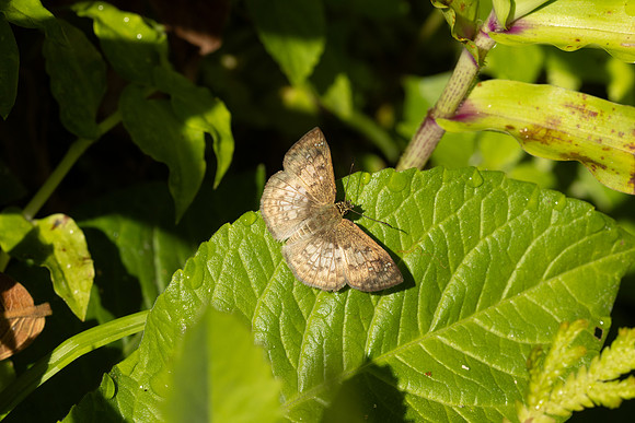 Canesia leada-4182