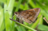 Cynea cannae id--2277