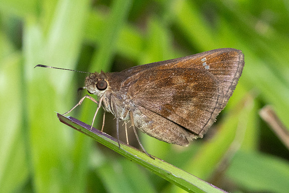 Cynea cannae id--2277