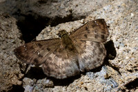 Carrhenes sp