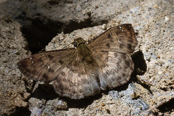 Carrhenes sp-0350
