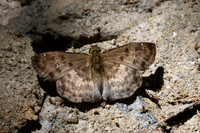 Carrhenes sp-0351