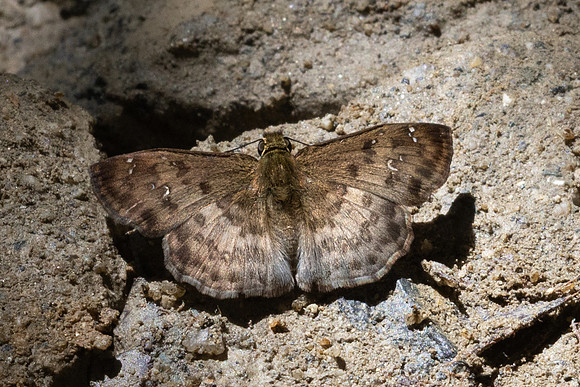 Carrhenes sp-0351