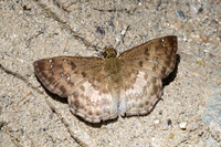 Carrhenes sp-0356