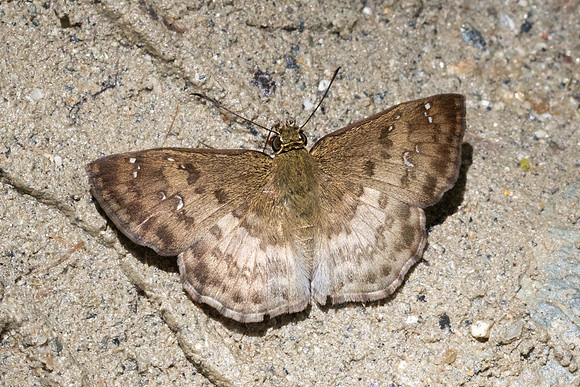 Carrhenes sp-0356