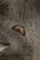 Carrhenes sp-0353