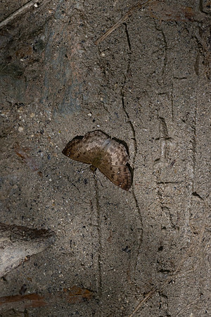 Carrhenes sp-0353