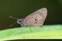 Carystus argus-0136