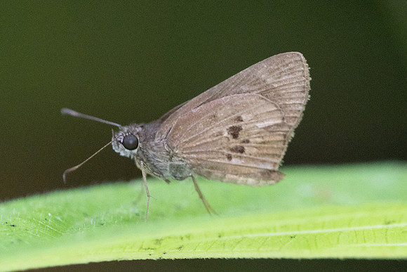 Carystus argus-0136
